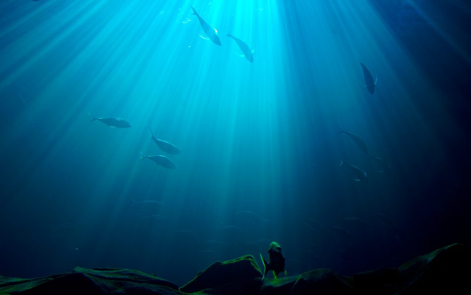 Sources d'omégas 3 indispensables à notre organisme, les poissons gras sont aussi pollués. Combien faut-il en consommer par semaine ? Isabelle Doumenc naturopathe, photo libre de droits, stockvault.net